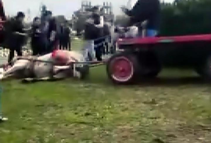 Atlara koşmadığı için şiddet uygulayan şüphelilere hayvan barınağında çalışma cezası