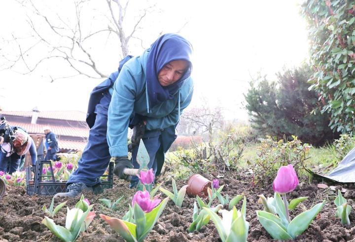 Osmangazi’de yıl boyunca 470 bin çiçek dikilecek