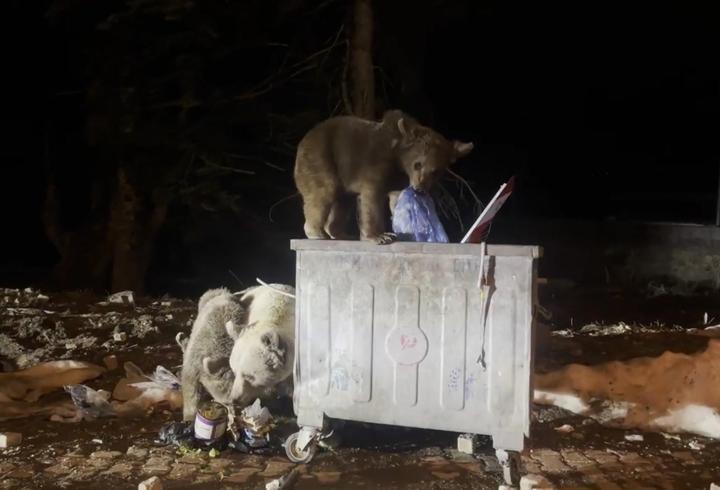 Uludağ’da kış uykusundan uyanan ayı ailesi, yiyecek ararken görüntülendi