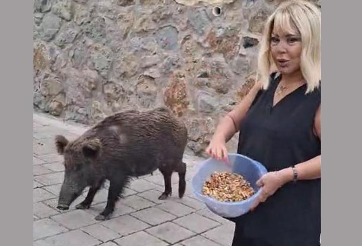 Safiye Soyman kapısına gelen domuzu elleriyle besledi