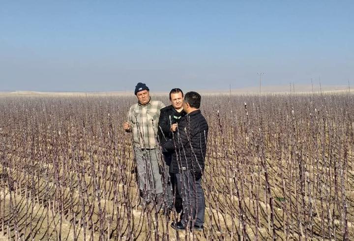 Meyve üreticilerine sertifikalı fidan uyarısı