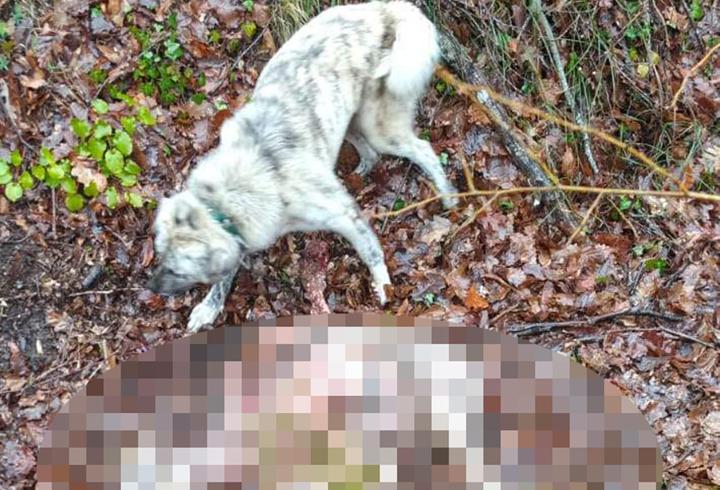 Kurtların saldırdığı 23 küçükbaş öldü