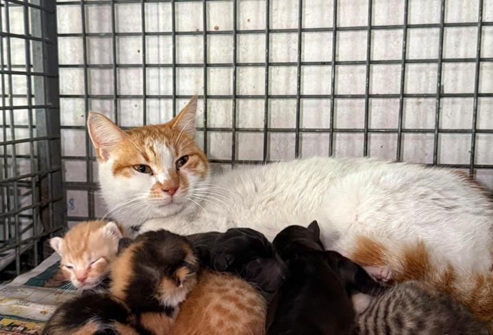 Gebe köpek öldü, yavrulara anne kedi sahip çıktı