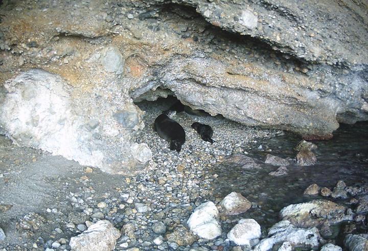 'Kıyı mağaraların korunması hayati önem taşıyor'