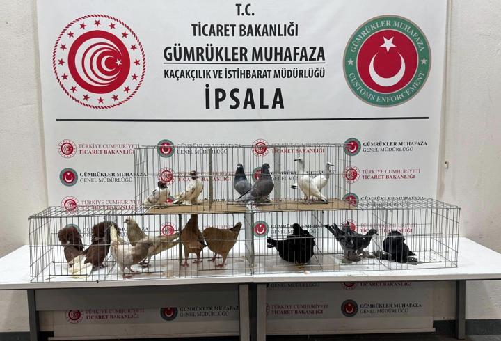 İpsala'da kaçak hayvanlar ele geçirildi