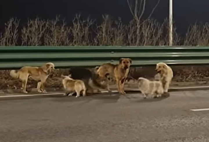 Dünya bu 7 çılgın dostun eve dönüş hikayesini konuşuyor! Ölüm kamyonundan 'pati birliğiyle' firar: En öndeki 'küçük dev' herkesi şaşırttı...