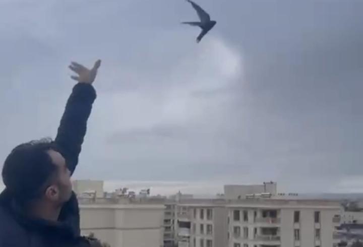 Mardin’de bitkin halde eve giren ebabil kuşu doğaya bırakıldı