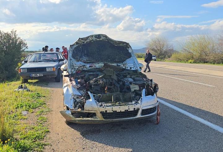 Otomobilin çarptığı sürüdeki 7 koyun telef oldu