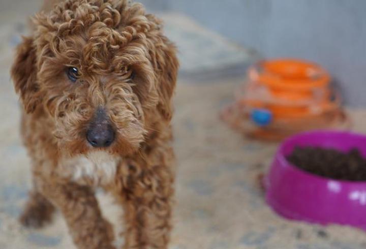 Yasa dışı köpek üretimi yapan çiftlik sahibine 2 milyon 144 bin lira ceza