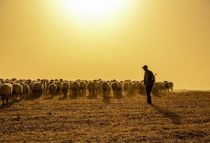 Yapay zeka çiftçiliğe girdi! Şimdi çobanlar işsiz mi kalacak?