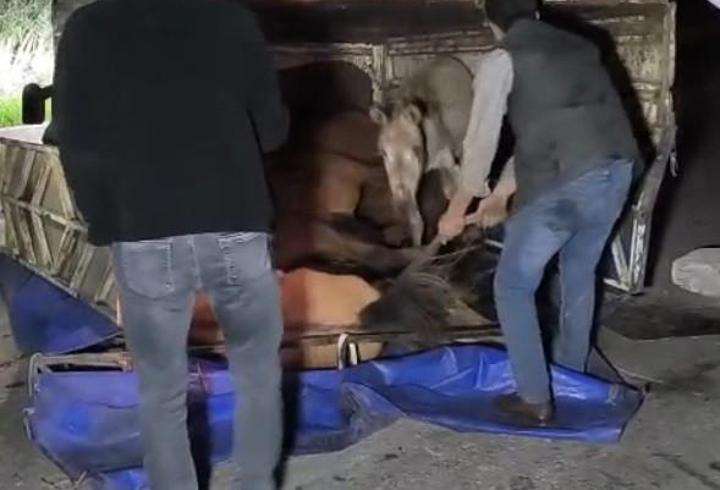 Devrilen kamyonetin kasasındaki eşekler yaralandı
