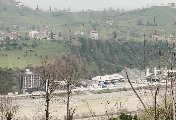 Rize'de gökyüzünde süzülen şahin sürüsü kamerada