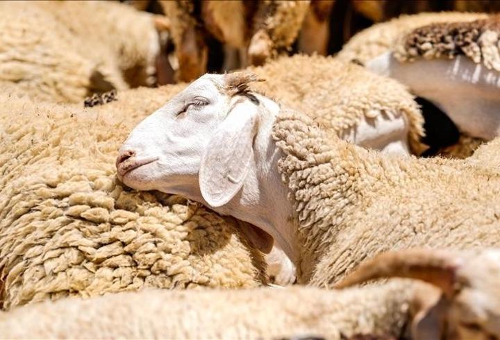 Küçükbaş hayvancılığa büyük destek! Başvurular nisanda başlıyor