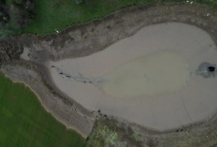 Göletin suyu boşalınca balıklar açıkta kaldı