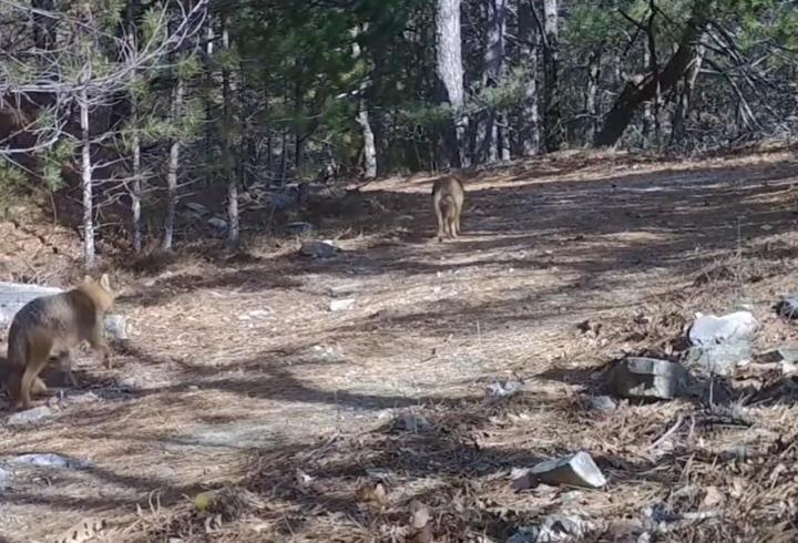Ormanda dolaşan çakallar fotokapanla görüntülendi
