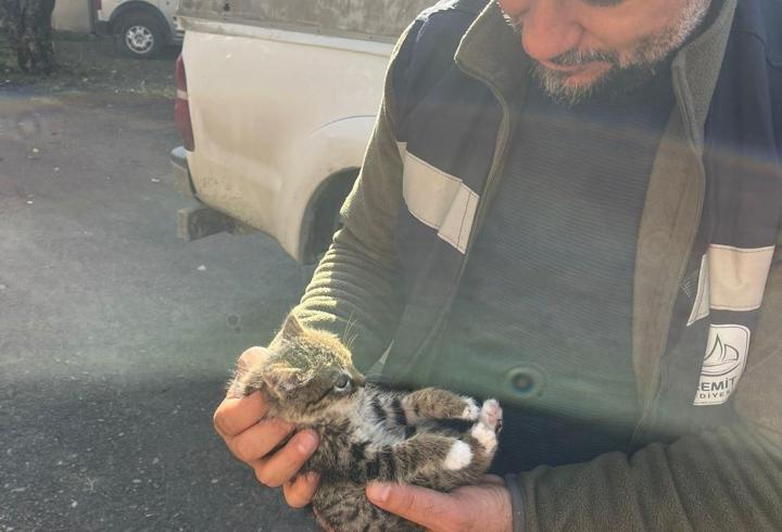 Van'da çatıda mahsur kalan yavru kedi kurtarıldı