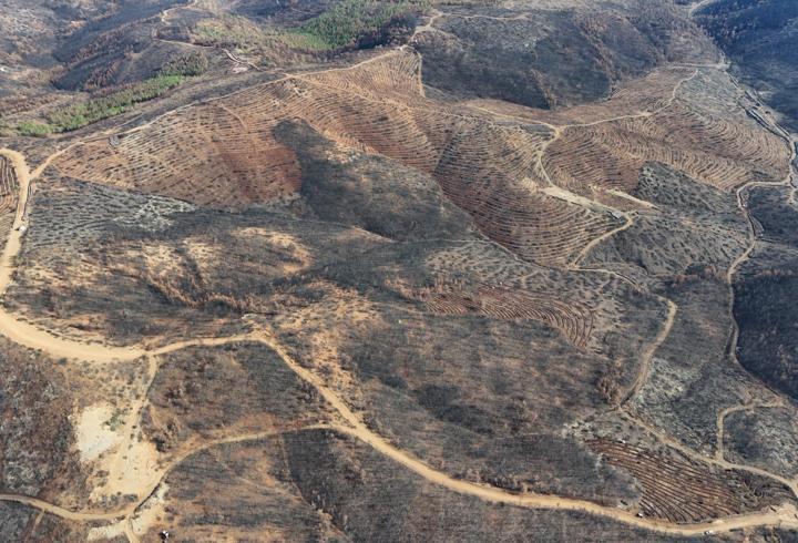 Bursa'da yanan ormanlara 8 ayda 2 milyon fidan