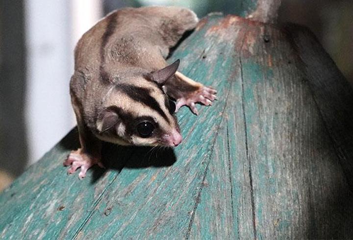 Kaçak bakılan 33 'uçan sincap' rehabilitasyona alındı