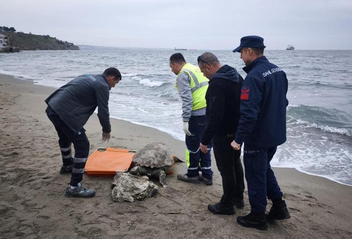 Tekirdağ'da ölü caretta caretta sahile vurdu -