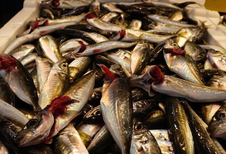 Av yasağı yaklaştı; hamsi yerini istavrite bıraktı