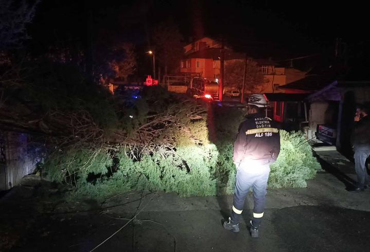 Rüzgar ağacı devirdi, elektrik telleri koptu