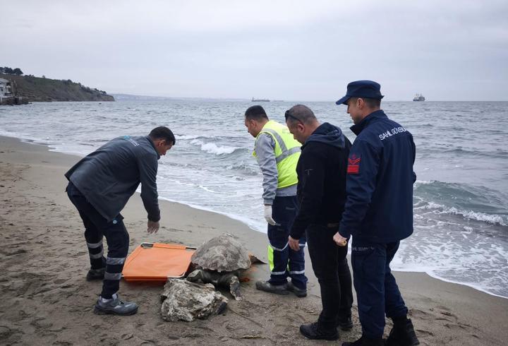 Tekirdağ'da ölü caretta caretta kıyıya vurdu