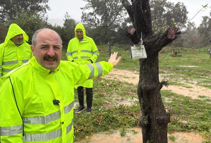 Mustafa Varank, Muğla'daki zeytin ağaçlarının taşınma sürecini yerinde inceledi: Ekolojik dengeyi sonuna kadar koruyacağız