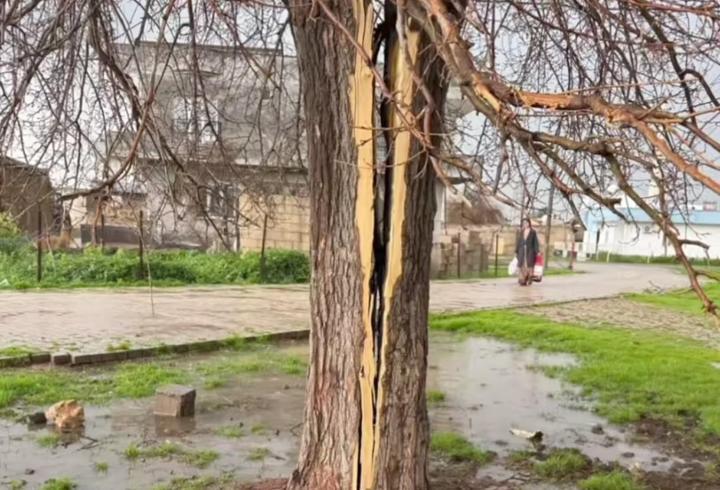 Mardin’de yıldırımın isabet ettiği ağaç ikiye bölündü