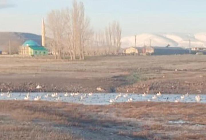 Sınır köyü Küçük Aküzüm, göçmen kuşları misafir ediyor