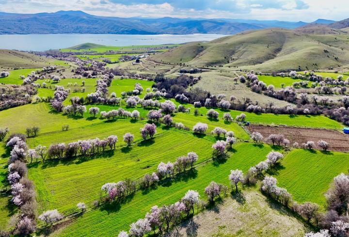 Tunceli'de badem ağaçları çiçek açtı; manzara dron ile görüntülendi