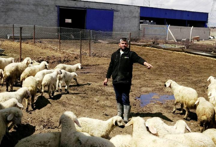80 bin lira maaşla çalıştıracak çoban bulamıyorlar