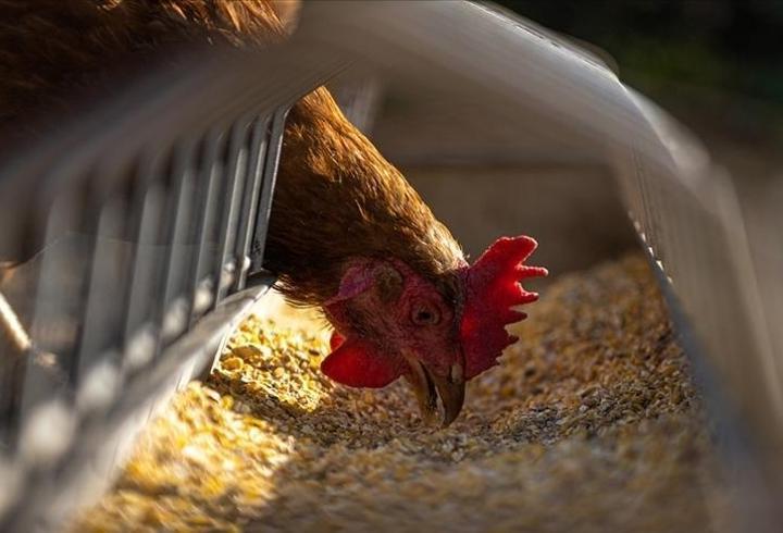 Rekabet Kurulu, Alphabet Inc, Google Ireland Limited, Google LLC, Google International LLC ve Google Reklamcılık ve Pazarlama Ltd. Şti'den oluşan ekonomik bütünlük hakkında reklam faturalandırma süreçlerine ilişkin soruşturma açılmasına karar verdi.1