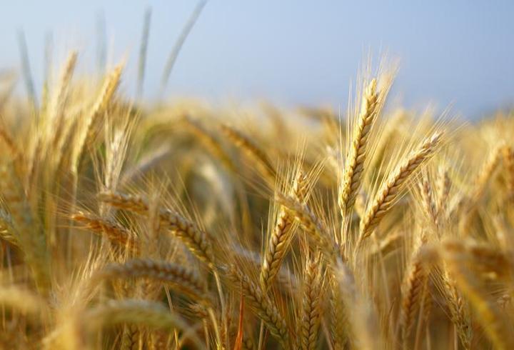 Küresel gıda fiyatları yükselişte: FAO endeksi son 6 ayın zirvesinde