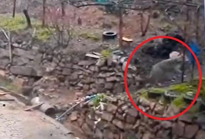 Aç kalan kurt, yerleşim yerinde yemek aradı! O anlar kamerada...