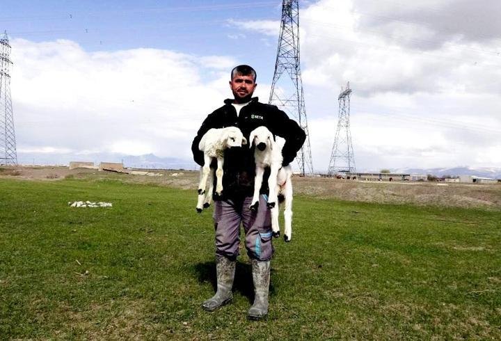 Kayseri’de 200 kuzu anneleri ile buluştu; o anlar dron kamerasında / Ek fotoğraflar