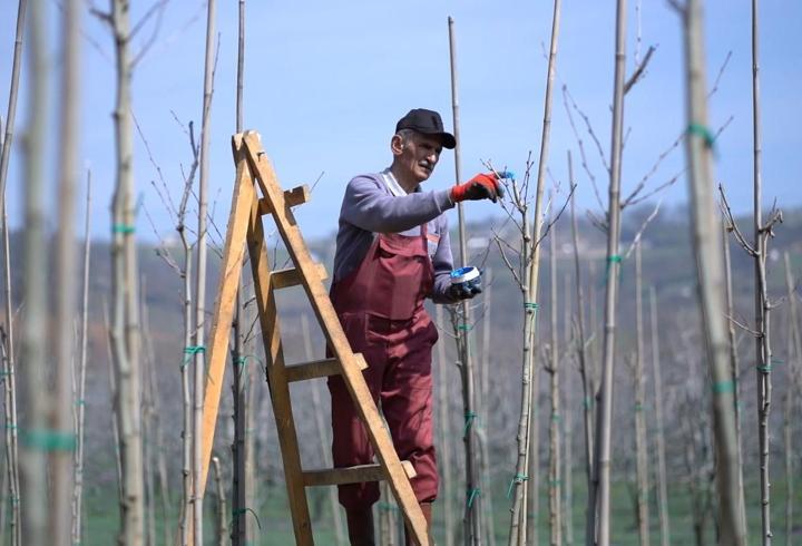 Kestel bahara hazırlanıyor: İlçe genelinde bakım ve peyzaj çalışmaları başladı
