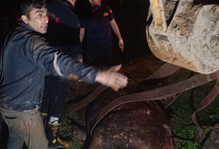 Dicle Nehri’ne düşen inek, iş makinesiyle kurtarıldı