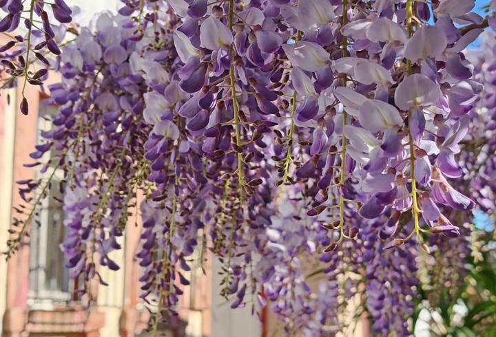 Ayvalık'ta mor salkım zamanı