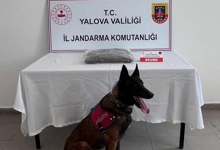 Yalova’da 1 kilo 590 gram skunk ele geçirildi; 1 tutuklama