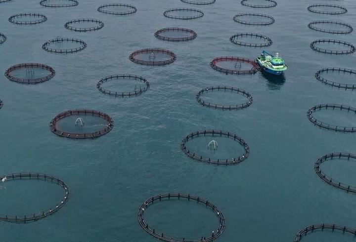 Türk somonu ihracatı ilk çeyrekte 91 milyon doları aştı