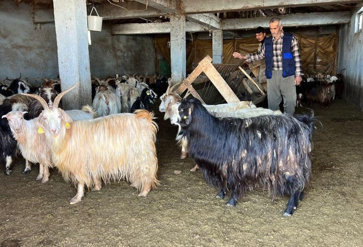 Yüksekova'da kar besicileri zorluyor; hayvanlar meraya çıkamadı