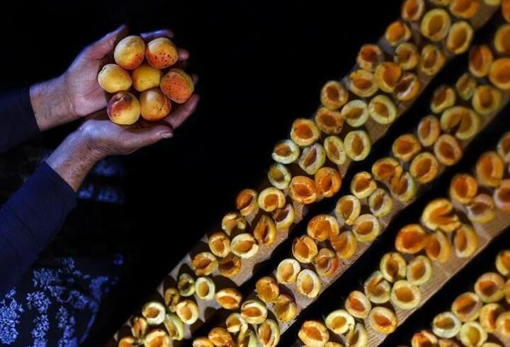 Malatya kayısısı ihracatından 66 milyon dolar gelir