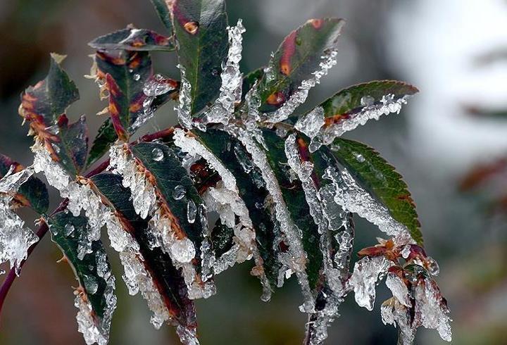 Ankara Valiliği'nden zirai don uyarısı