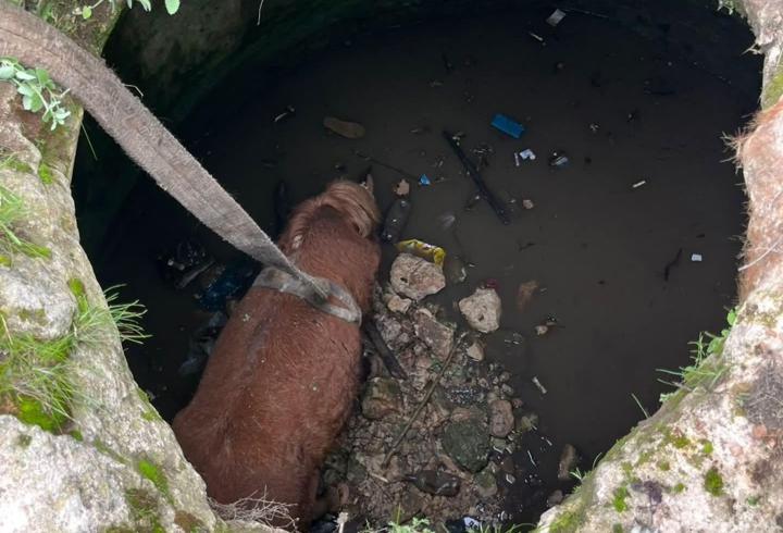Mardin’de kuyuya düşen at, kepçeyle kurtarıldı