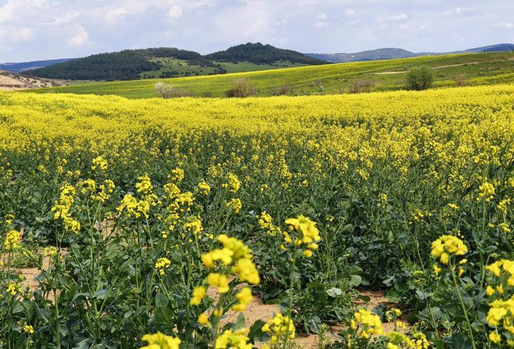 Trakya'nın 'sarı altın çiçeği’ kanola ile tarlalar renklendi