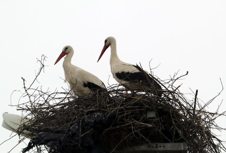 Yarıköy'ün misafirleri geldi
