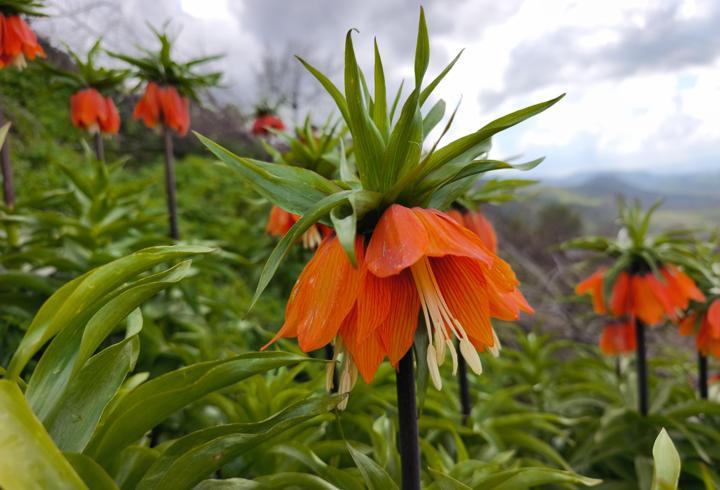 Koparmanın 700 bin lira cezasının olduğu 'ters lale' için Sason'a ziyaretçi akını/Ek fotoğraflar