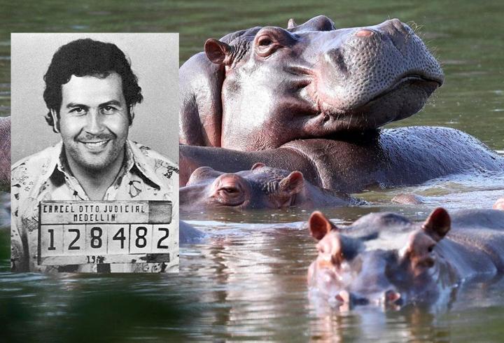 Kolombiya 'kontrol edilemiyor' dedi: Pablo Escobar getirmişti, çoğu öldürülecek...