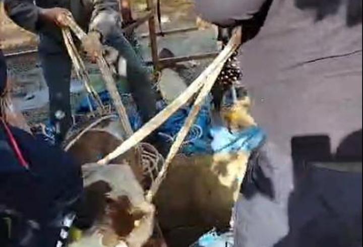 Hatay'da kuyuya düşen buzağı kurtarıldı