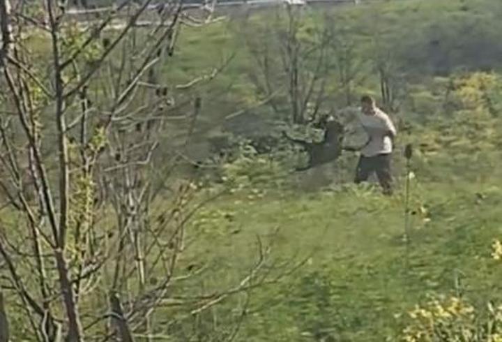 Avcılar'da köpeğe kemerle vuran kişi kamerada